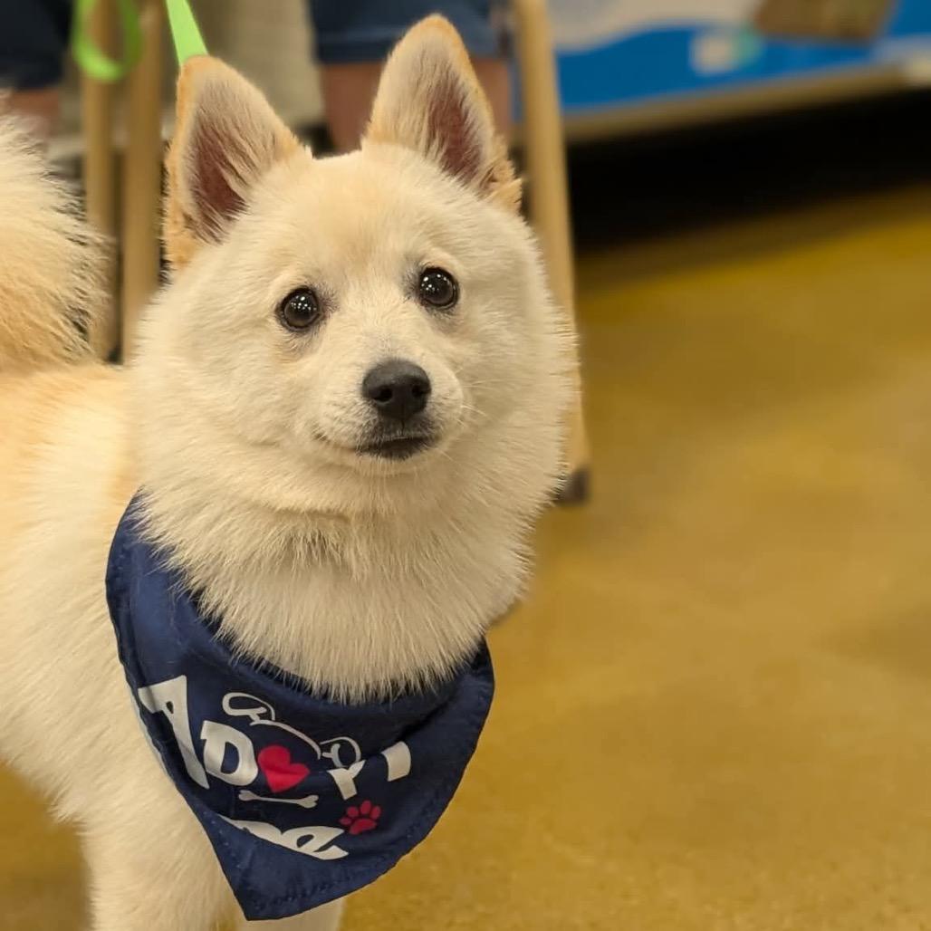 Enlarge Sawyer, a Adoptable mixed breed in St. Charles, IL image 4/6