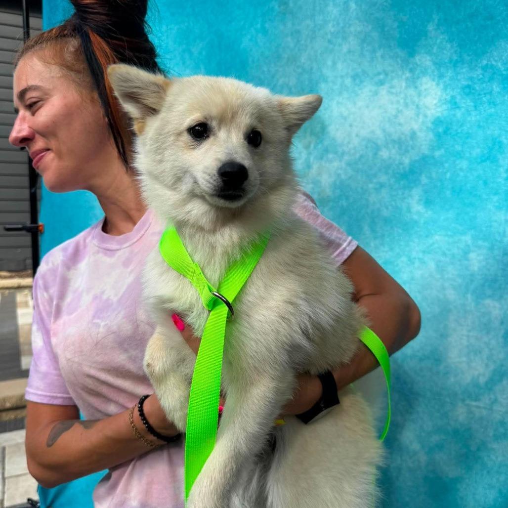 Enlarge Sawyer, a Adoptable mixed breed in St. Charles, IL image 5/6