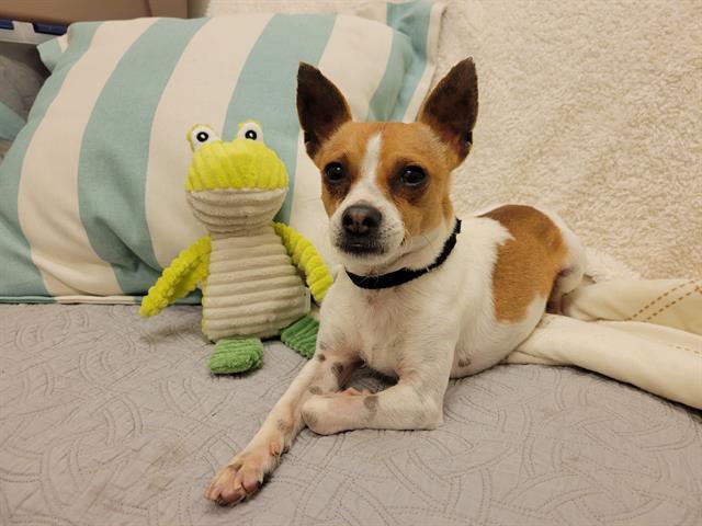 EDDIE, Adoptable, Adult Male Chihuahua & Mixed Breed.