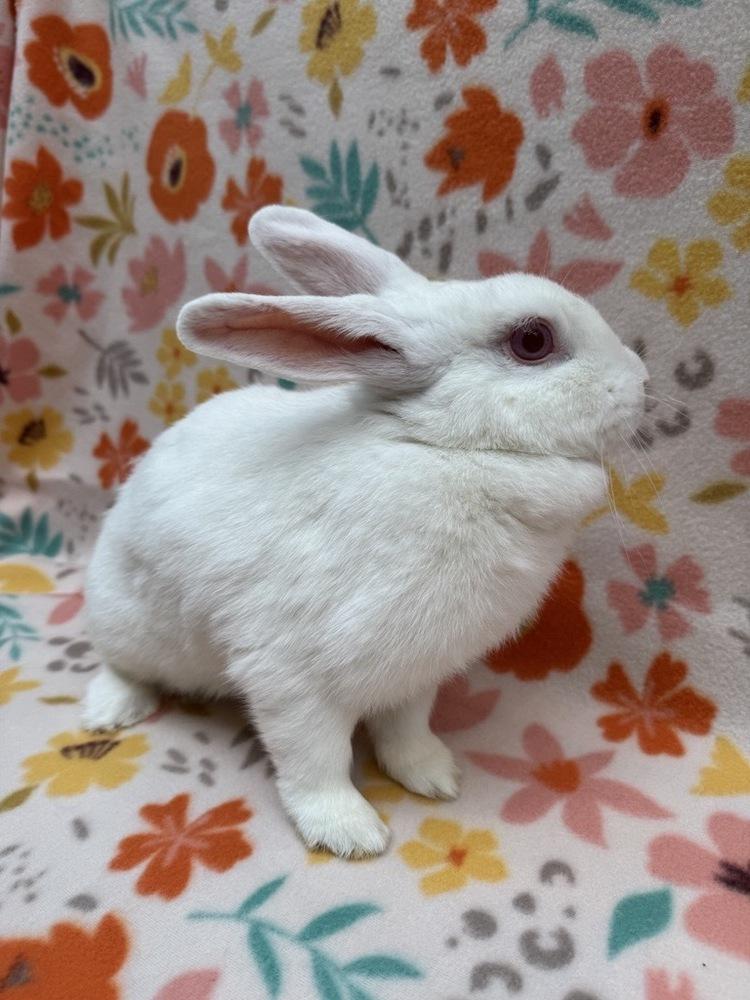 Prim, Adoptable, Adult Female Dwarf.