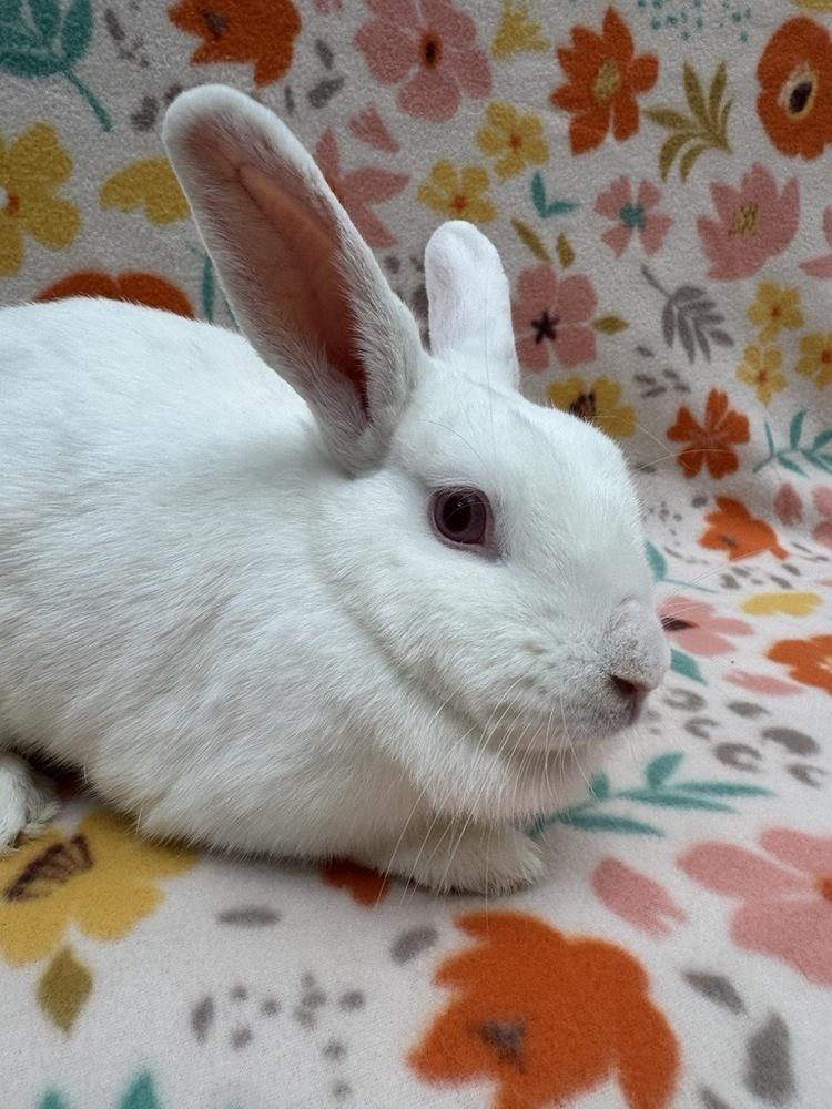 Enlarge Prim, a Adoptable mixed breed in Gainesville, FL image 2/5