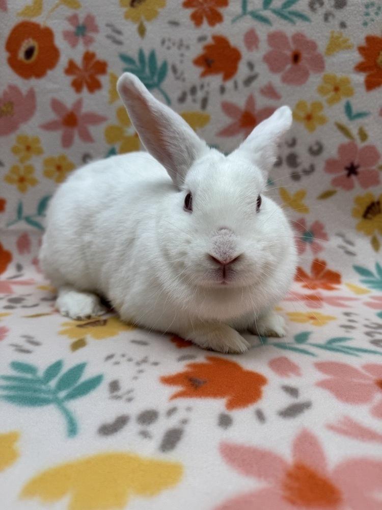 Enlarge Prim, a Adoptable mixed breed in Gainesville, FL image 3/5