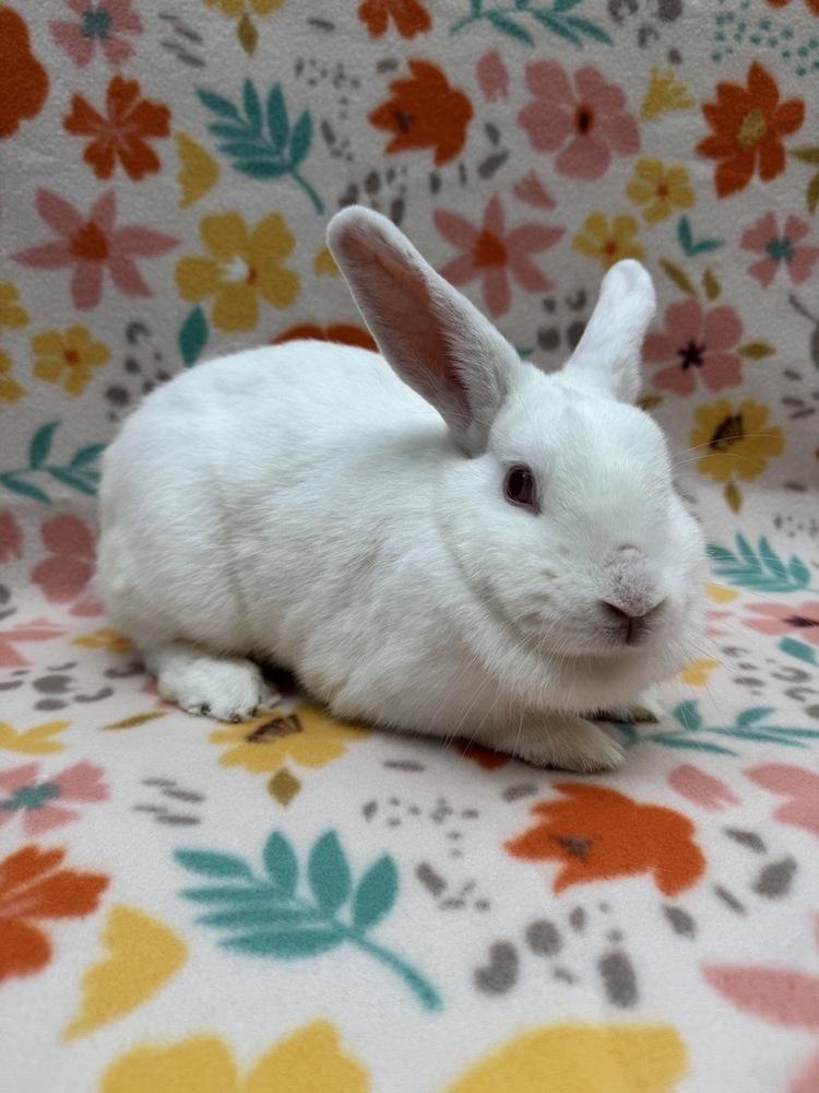 Enlarge Prim, a Adoptable mixed breed in Gainesville, FL image 5/5
