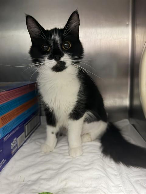 STRING BEAN, Adoptable, Young Female Domestic Long Hair.