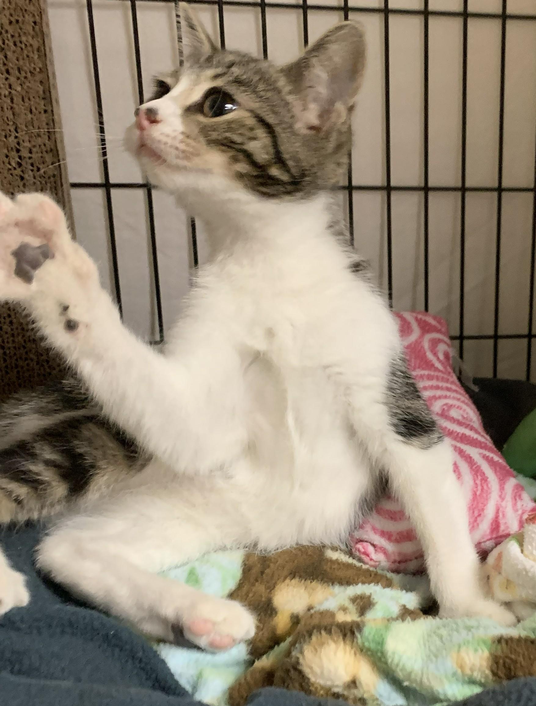 Kitkat26, an adopted Domestic Short Hair in Milwaukee, WI image 2/4