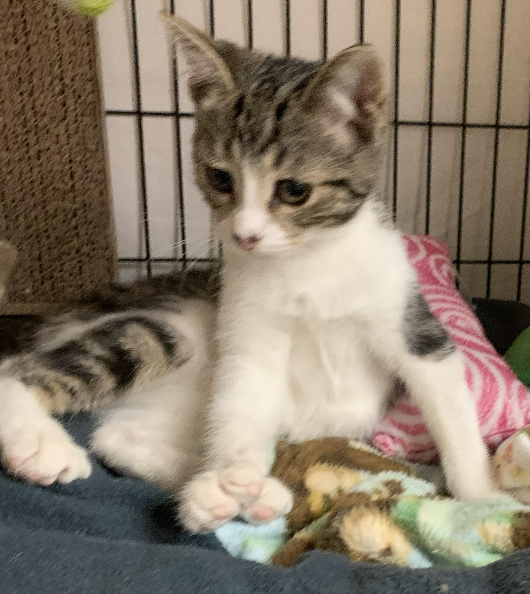 Kitkat26, an adopted Domestic Short Hair in Milwaukee, WI image 4/4