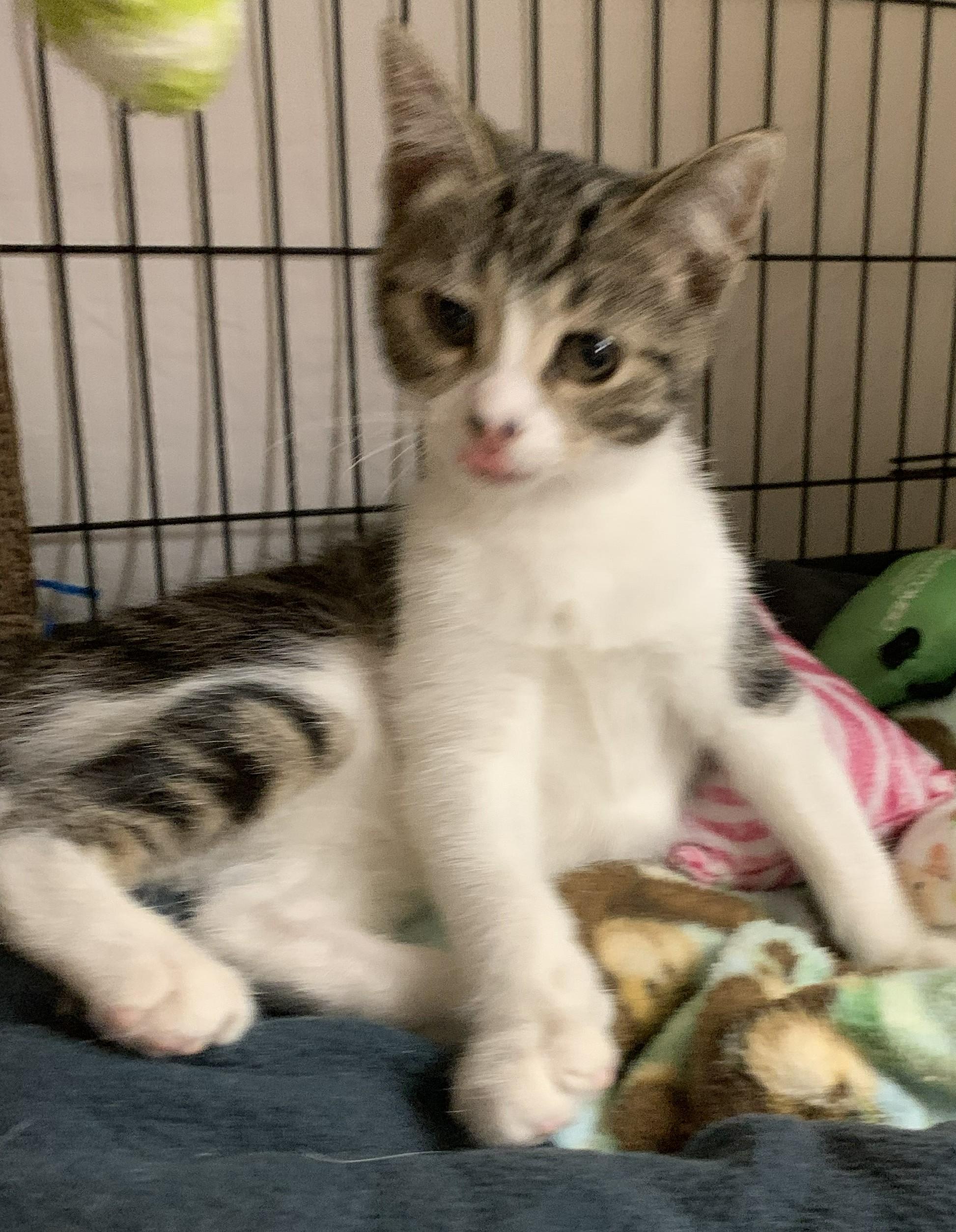 Kitkat26, an adopted Domestic Short Hair in Milwaukee, WI image 1/4