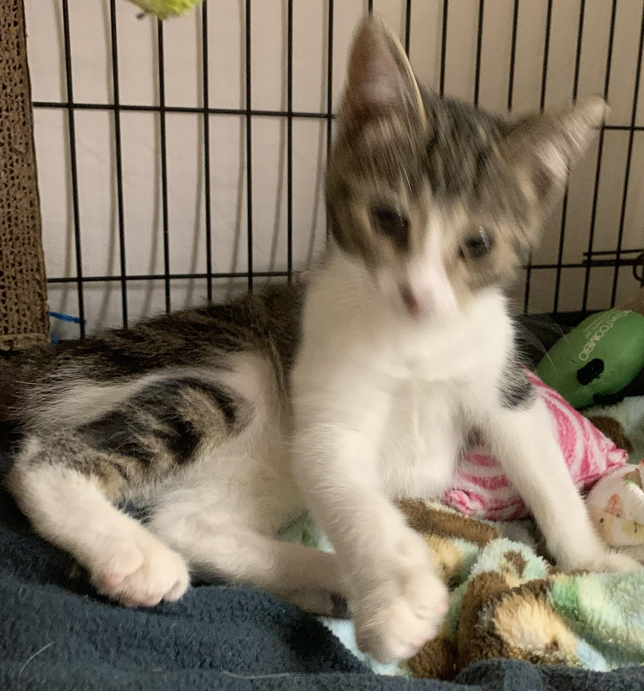 Kitkat26, an adopted Domestic Short Hair in Milwaukee, WI image 3/4