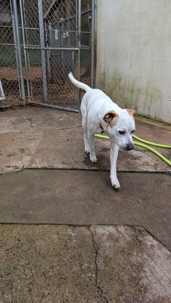 7685 Cowboy, Adoptable, Adult Male American Staffordshire Terrier.
