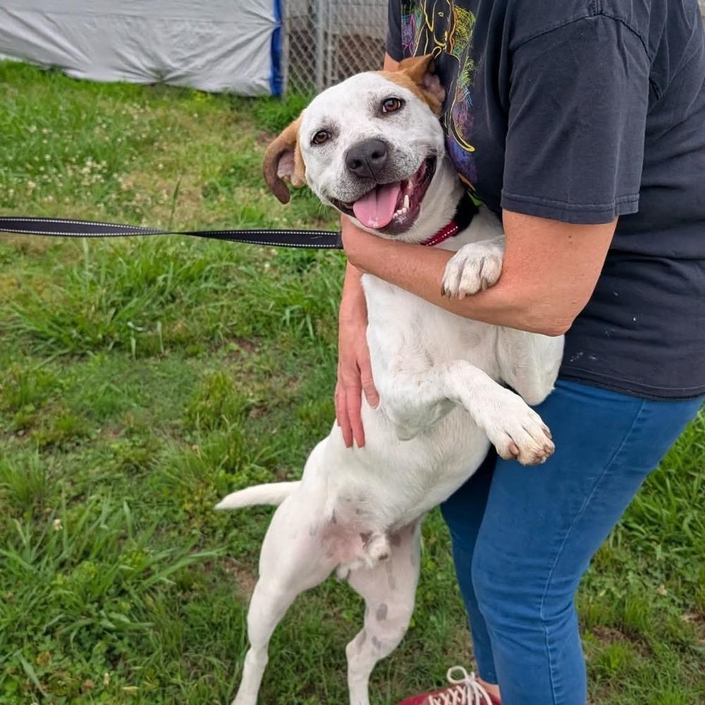 Enlarge 7685 Cowboy, a Adoptable mixed breed in Hartwell, GA image 2/5