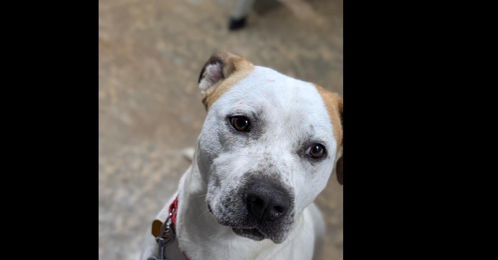 Enlarge 7685 Cowboy, a Adoptable mixed breed in Hartwell, GA image 2/5