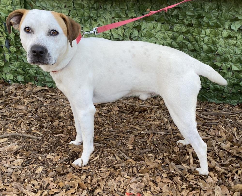 Enlarge 7685 Cowboy, a Adoptable mixed breed in Hartwell, GA image 3/5