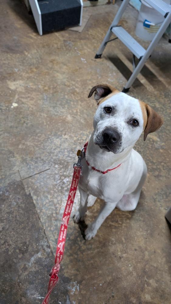 Enlarge 7685 Cowboy, a Adoptable mixed breed in Hartwell, GA image 4/5