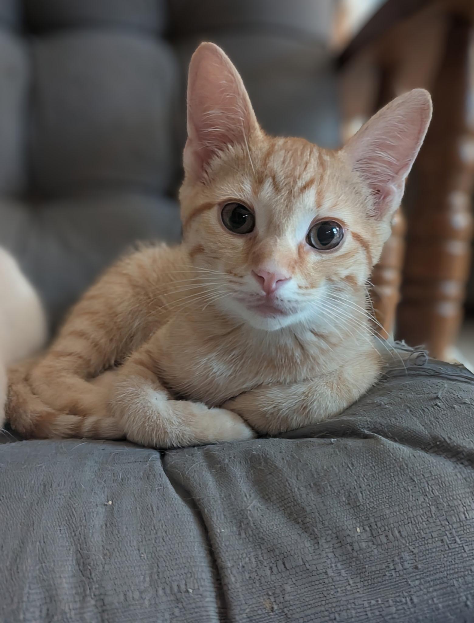 Chip, Baby Male unknown