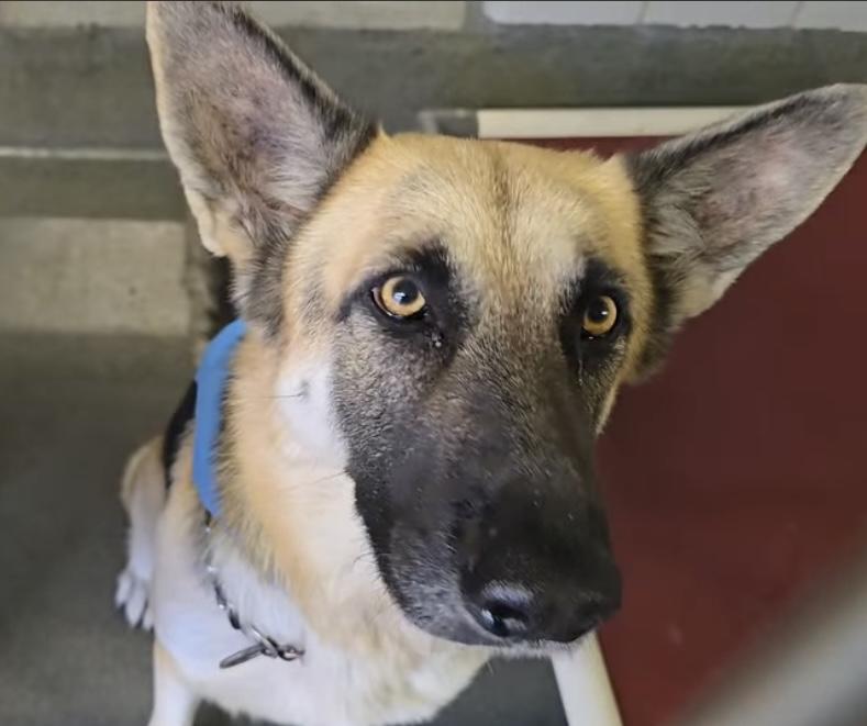 Joey, Adoptable, Adult Female German Shepherd Dog.