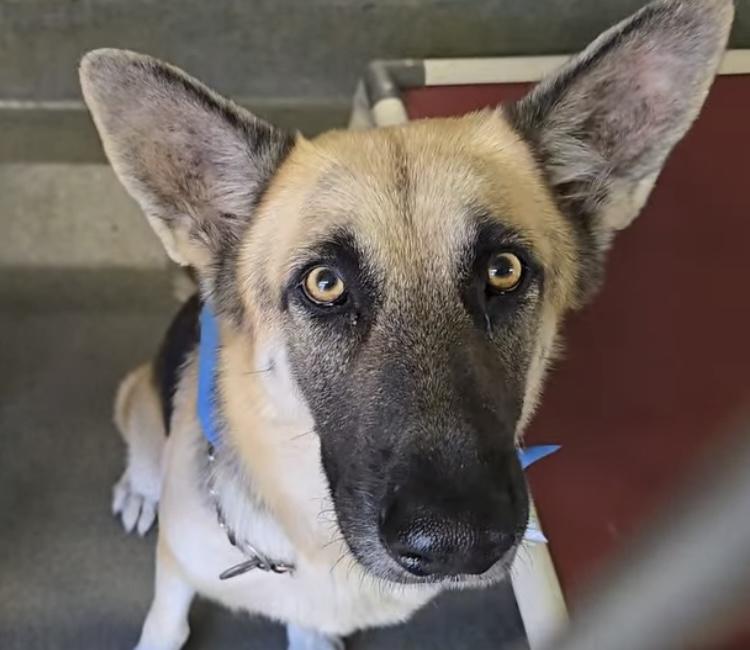 Enlarge Joey, a Adoptable German Shepherd Dog in Round Rock, TX image 2/3