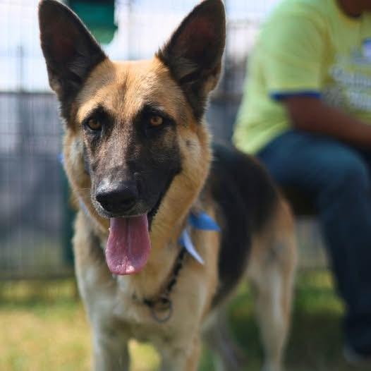 Enlarge Joey, a Adoptable German Shepherd Dog in Round Rock, TX image 3/3