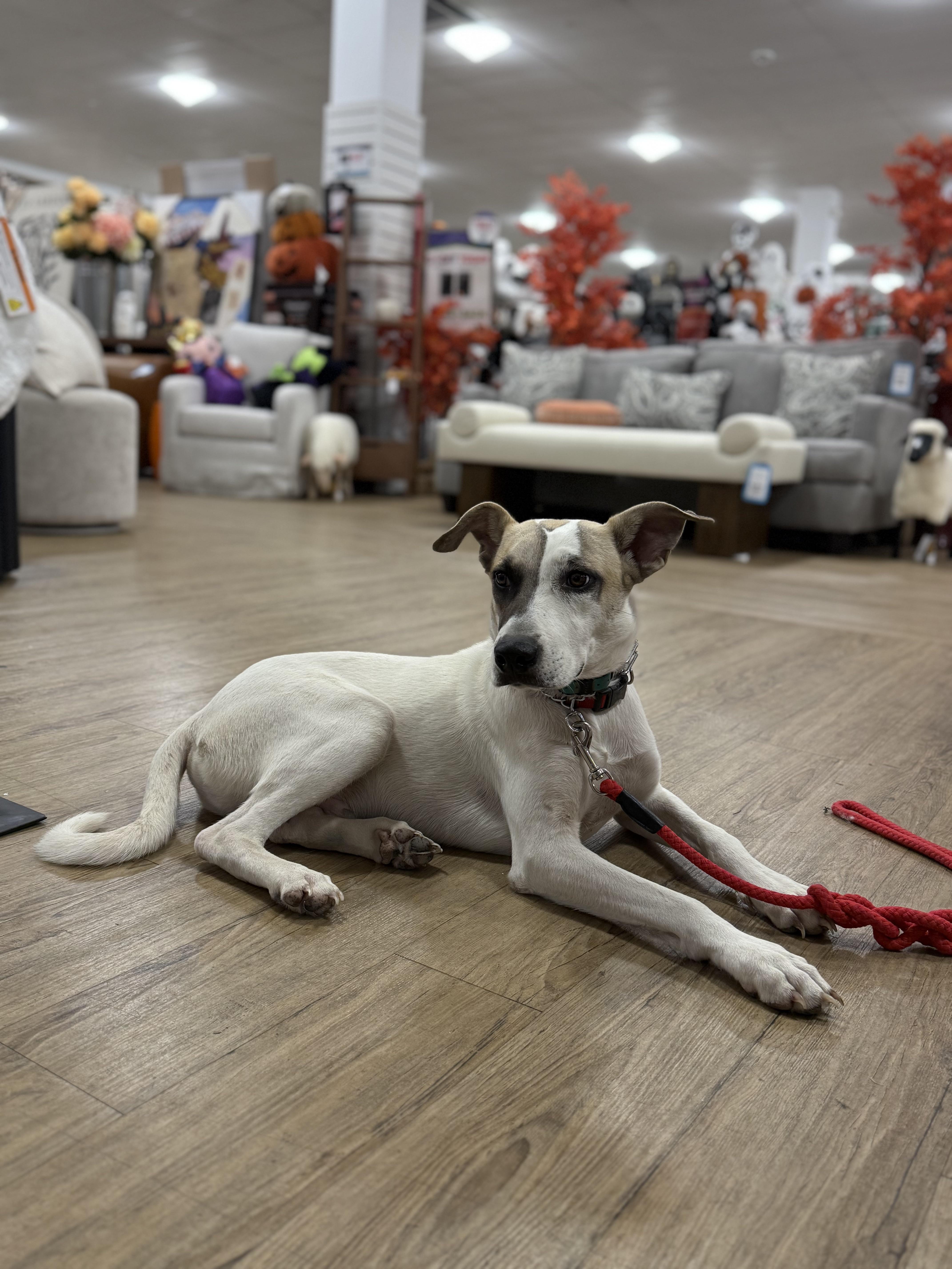 Enlarge Mogr, a Adoptable mixed breed in Lexington, TX image 3/6