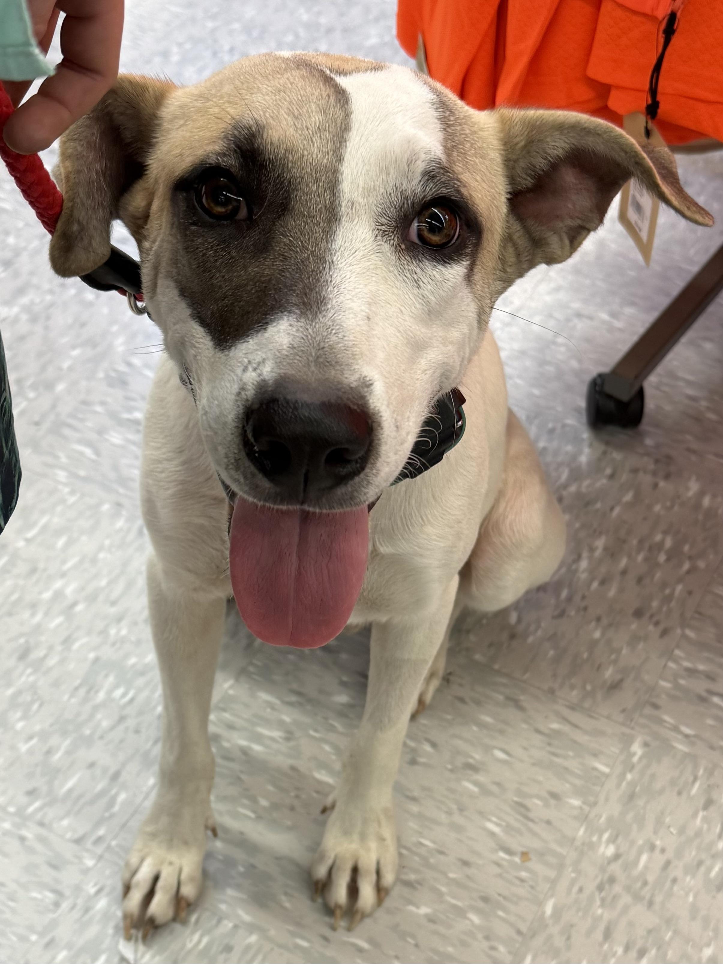 Enlarge Mogr, a Adoptable mixed breed in Lexington, TX image 4/6