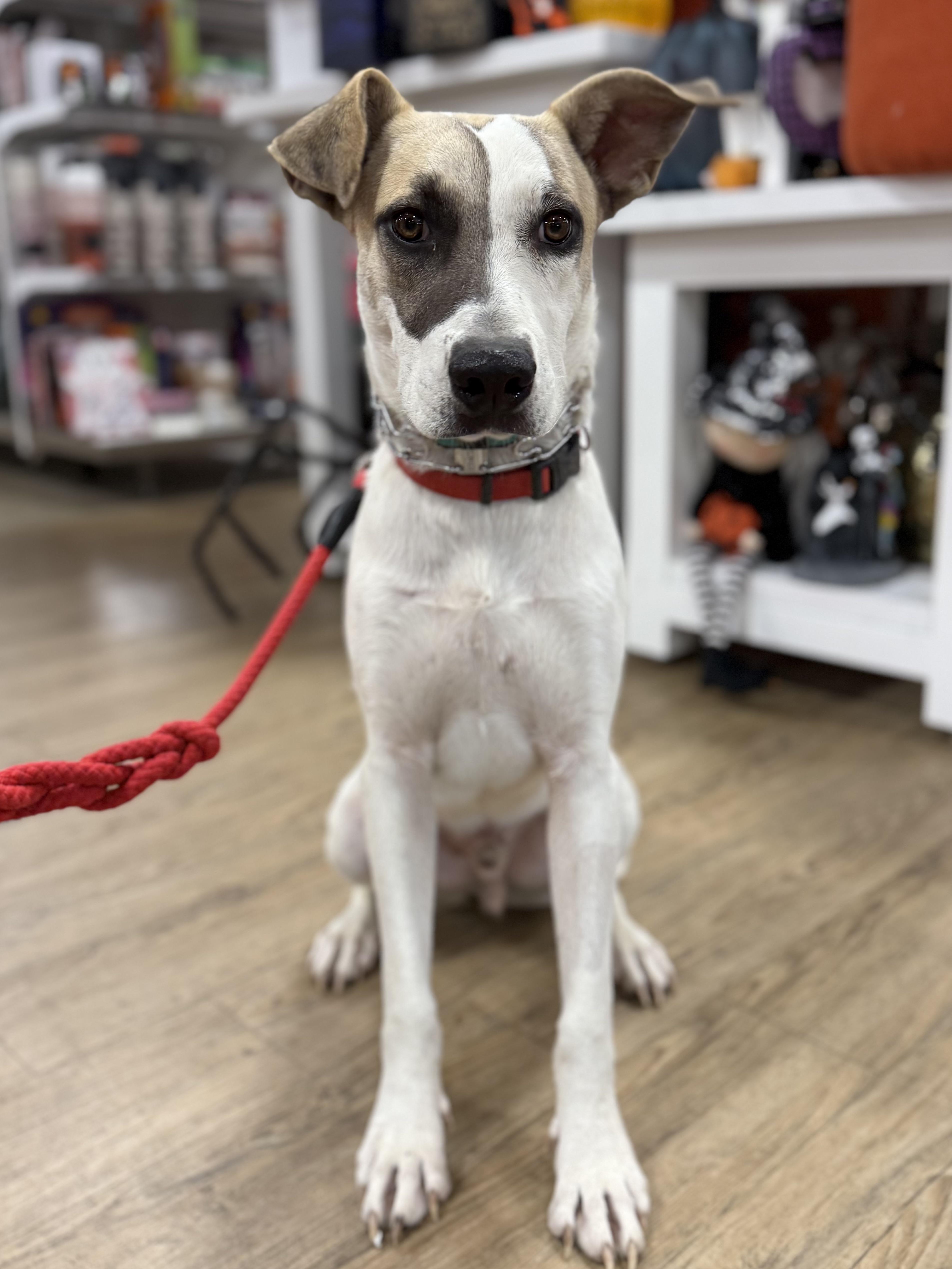 Enlarge Mogr, a Adoptable mixed breed in Lexington, TX image 2/6