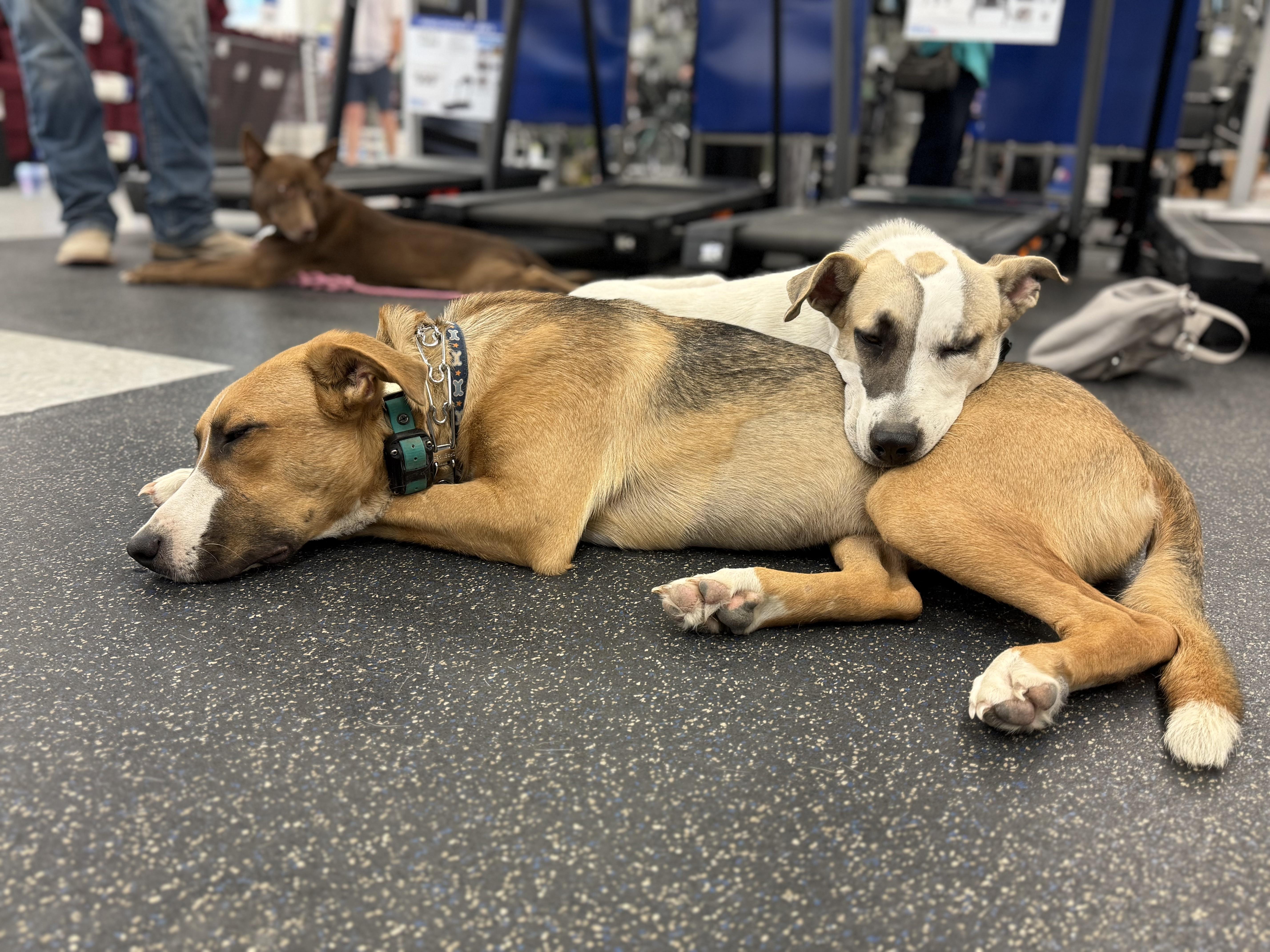 Enlarge Mogr, a Adoptable mixed breed in Lexington, TX image 5/6