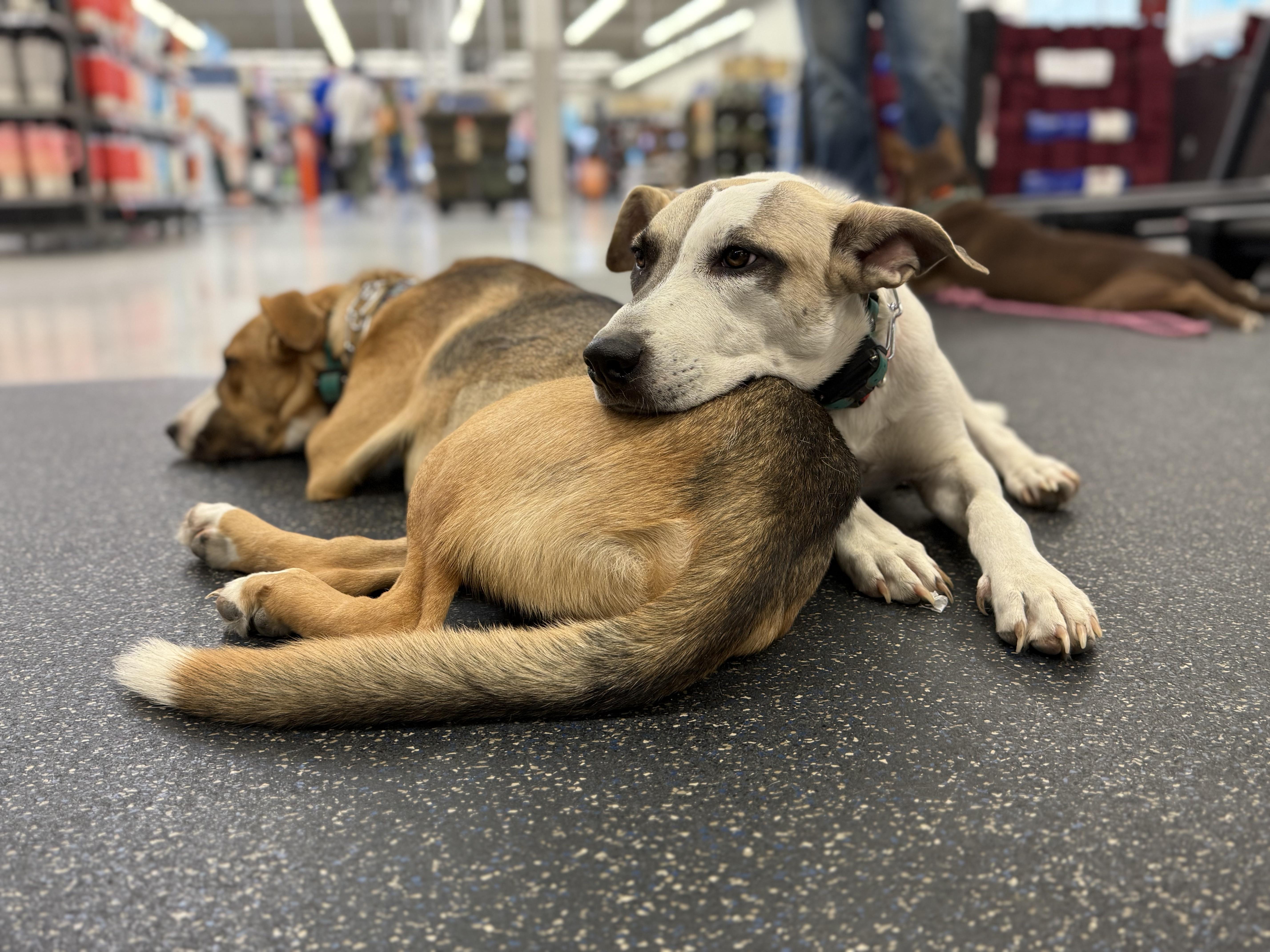 Enlarge Mogr, a Adoptable mixed breed in Lexington, TX image 6/6