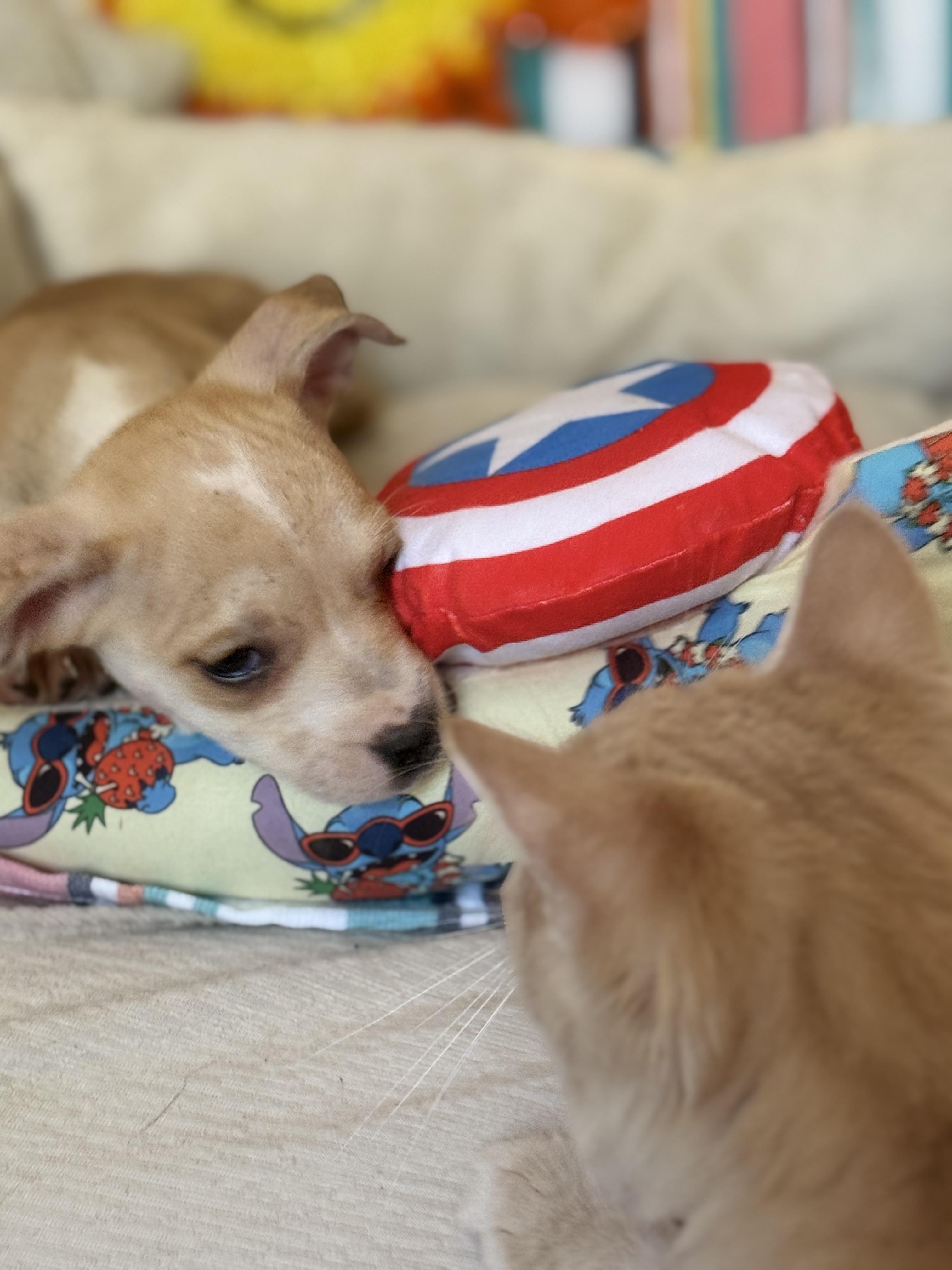 Enlarge Fanta, a ADOPTABLE mixed breed in Hesperia, CA image 4/4
