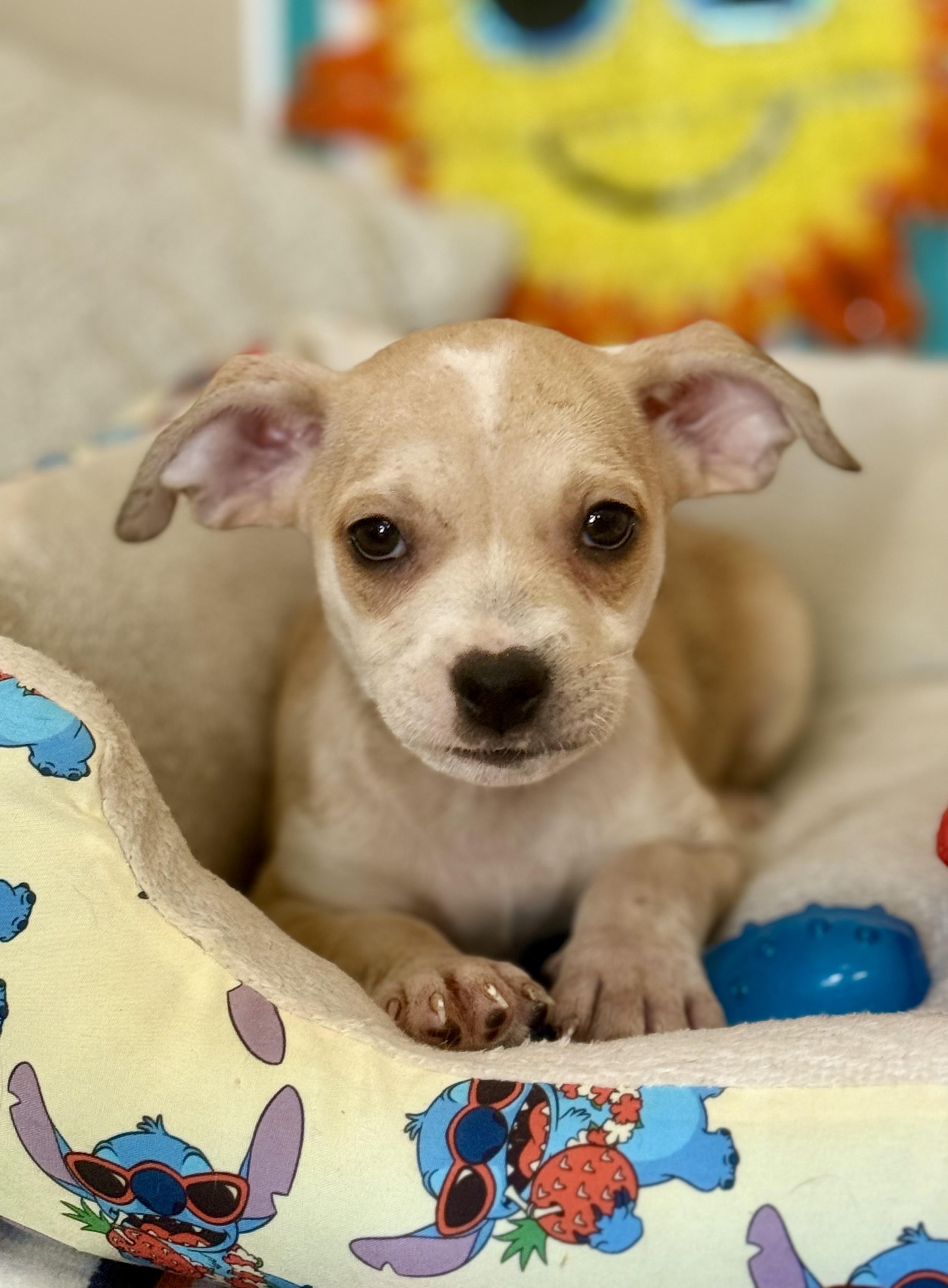 Enlarge Fanta, a ADOPTABLE mixed breed in Hesperia, CA image 2/4