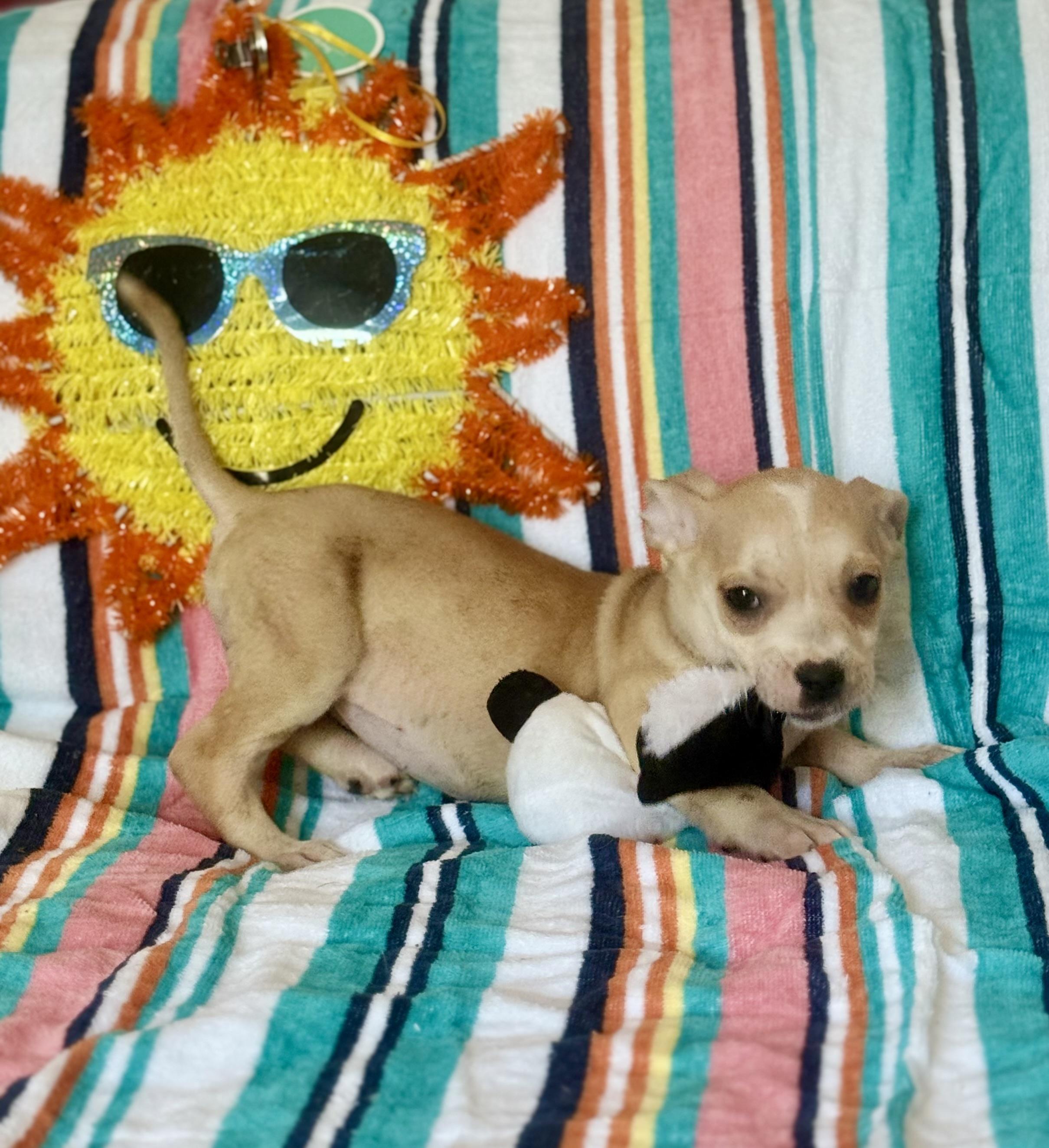 Enlarge Fanta, a ADOPTABLE mixed breed in Hesperia, CA image 3/4