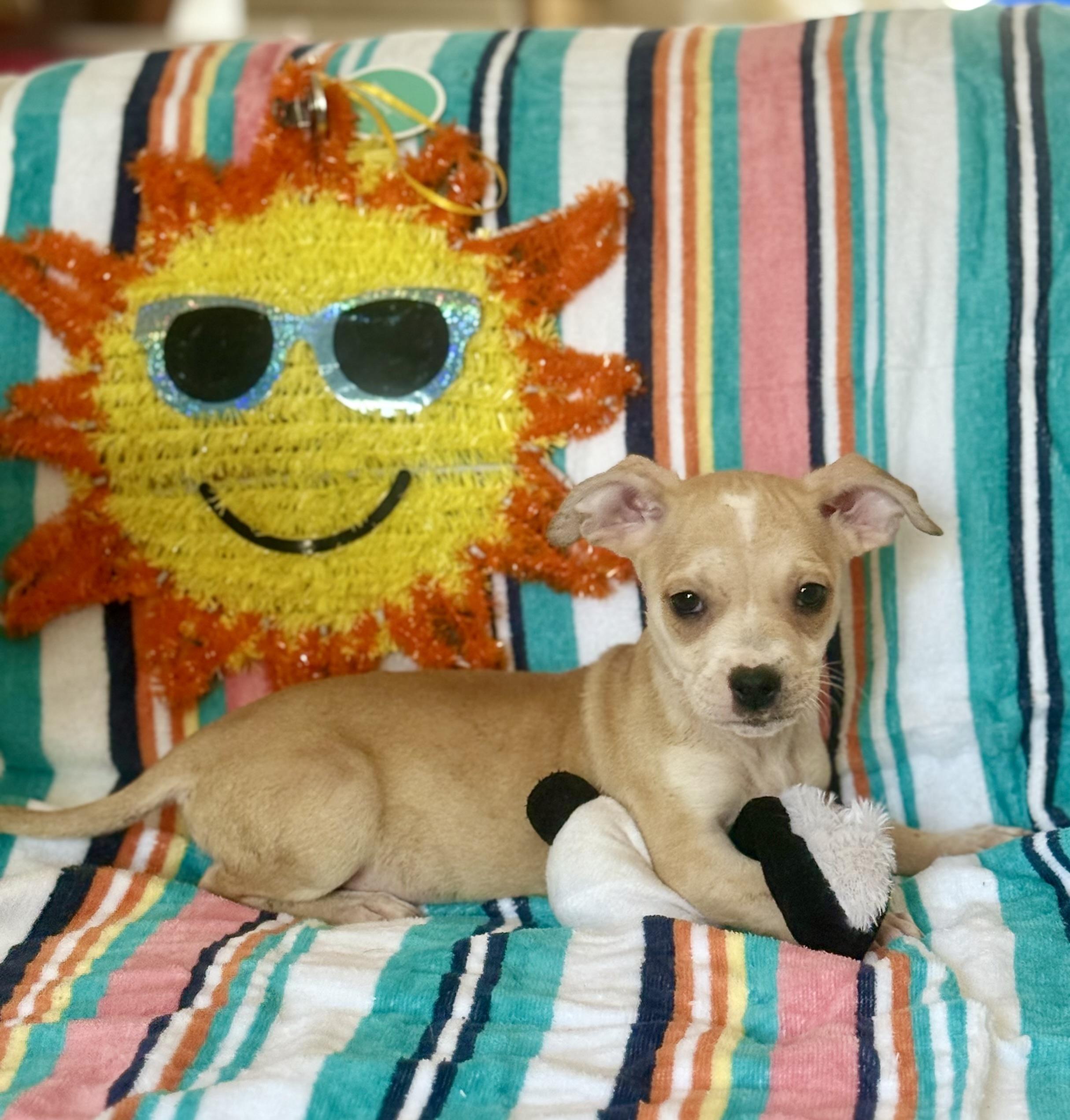 Fanta, ADOPTABLE, Puppy Male Dachshund.