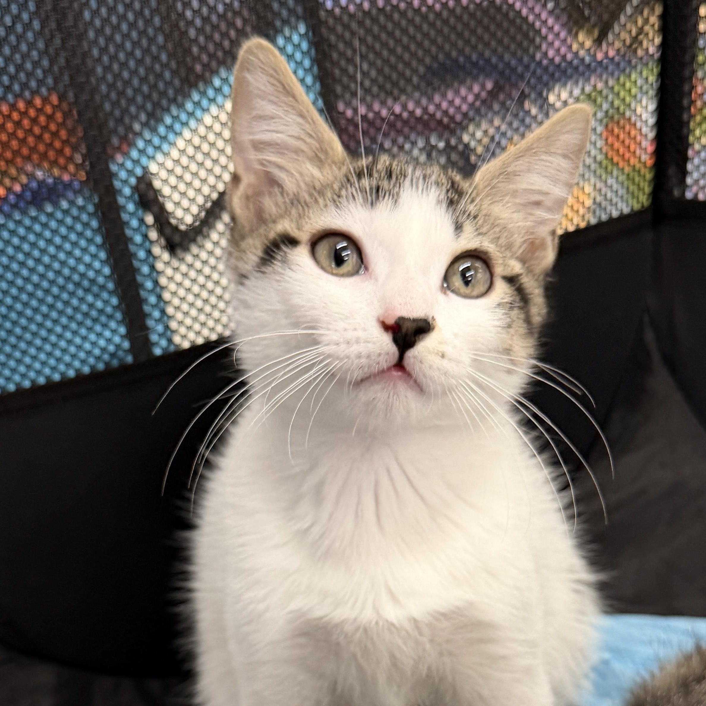 Enlarge Sushi, an adoptable Domestic Short Hair in Boca Raton, FL image 2/5