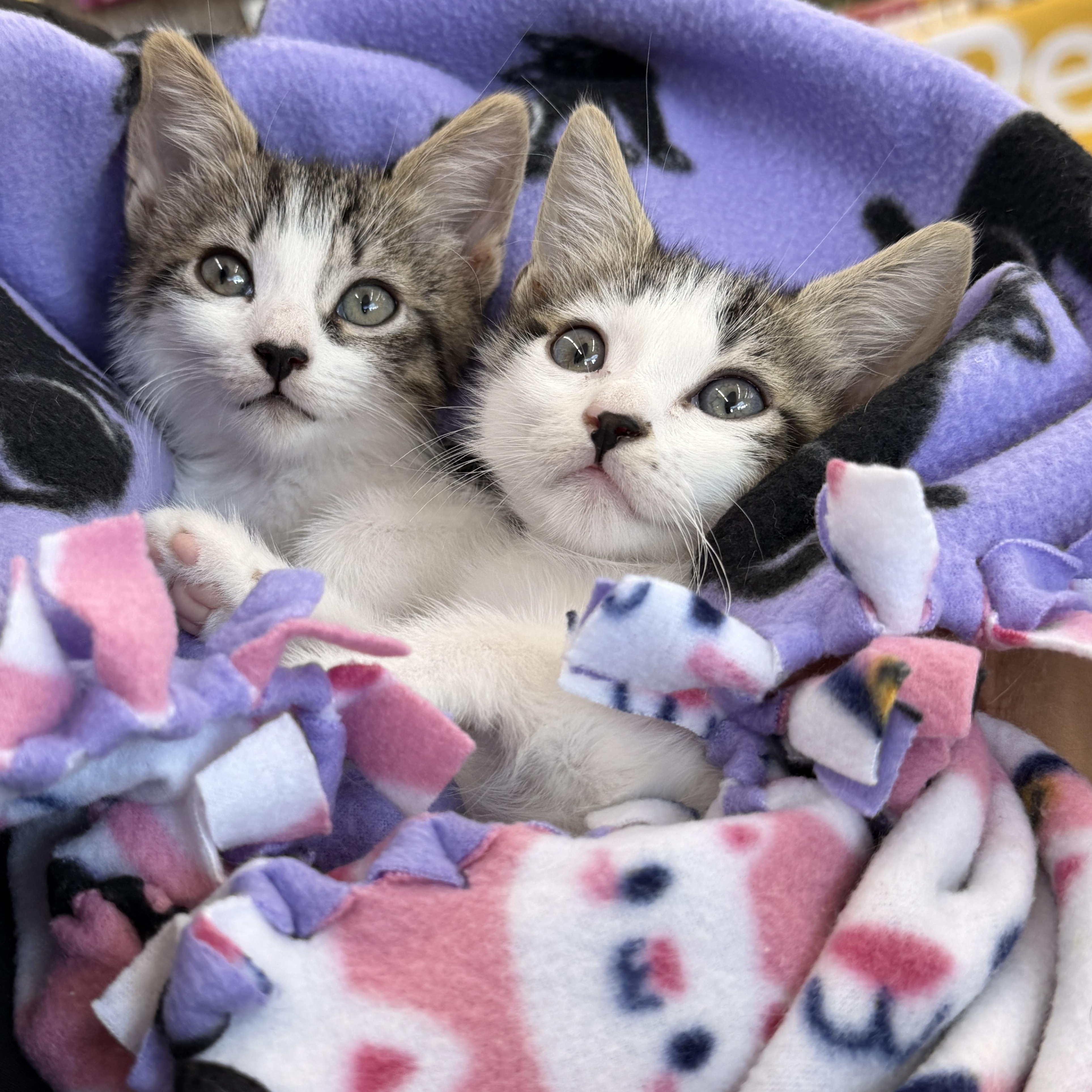 Enlarge Sushi, an adoptable Domestic Short Hair in Boca Raton, FL image 3/5