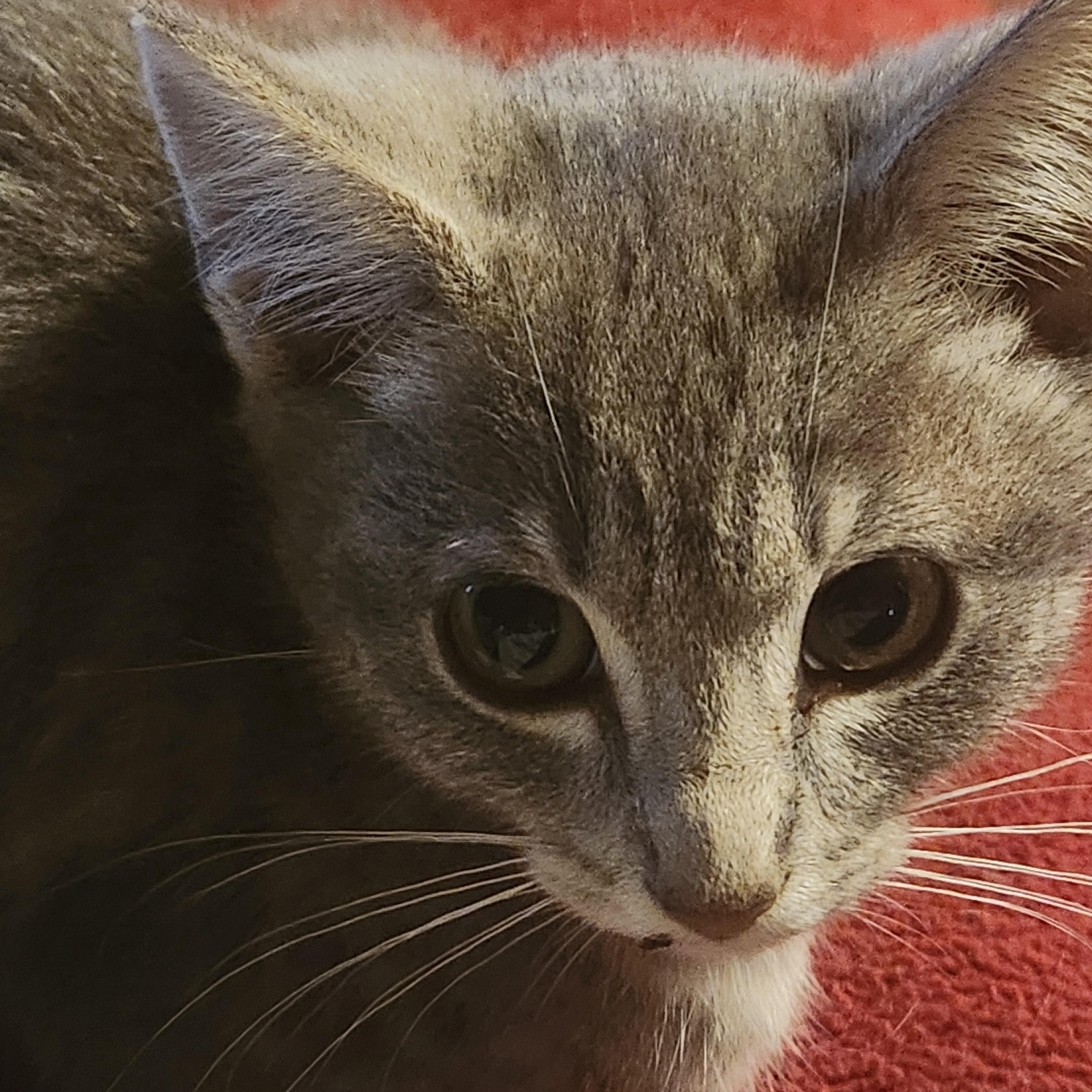 Enlarge Lucy, a ADOPTABLE Domestic Short Hair in Shingletown, CA image 1/1