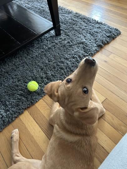 Enlarge Dottie, an adopted mixed breed in Boiling Springs, PA image 3/5