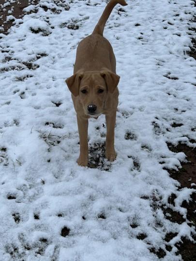 Enlarge Dottie, an adopted mixed breed in Boiling Springs, PA image 5/5