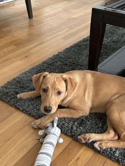 Enlarge Dottie, an adopted mixed breed in Boiling Springs, PA image 2/5