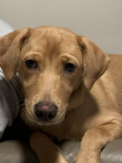 Dottie, adopted, Puppy Female Golden Retriever.
