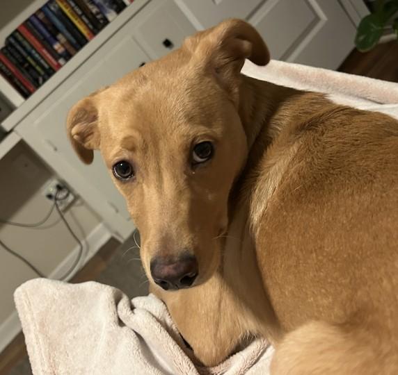 Enlarge Dottie, an adopted mixed breed in Boiling Springs, PA image 4/5