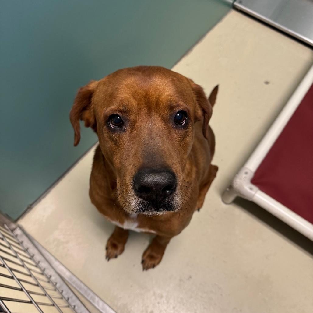 Enlarge Sammy, a Adoptable Mixed Breed in International Falls, MN image 1/1