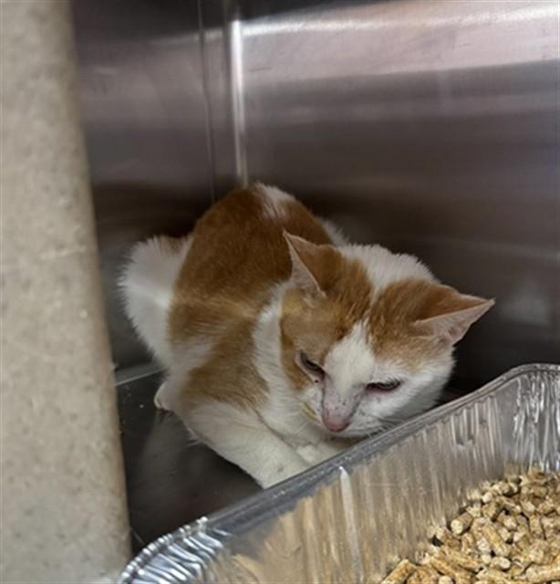 Enlarge HIDE N SEEK, a Adoptable Domestic Short Hair in Louisville, KY image 1/1