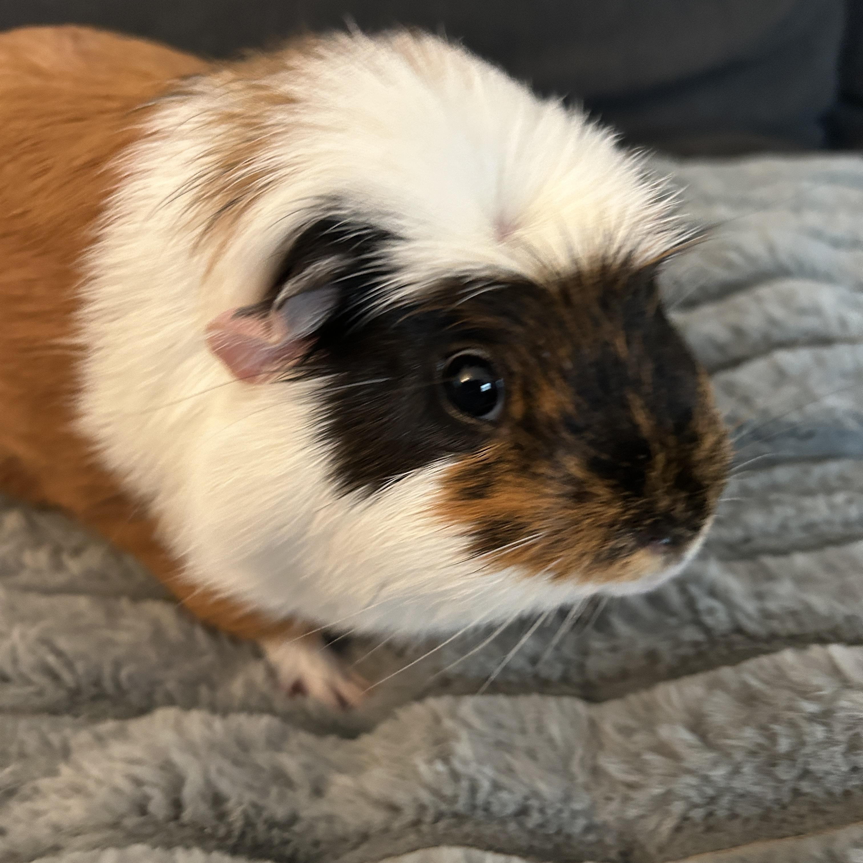 Sunny & Augustus, ADOPTABLE, Young Male Guinea Pig.