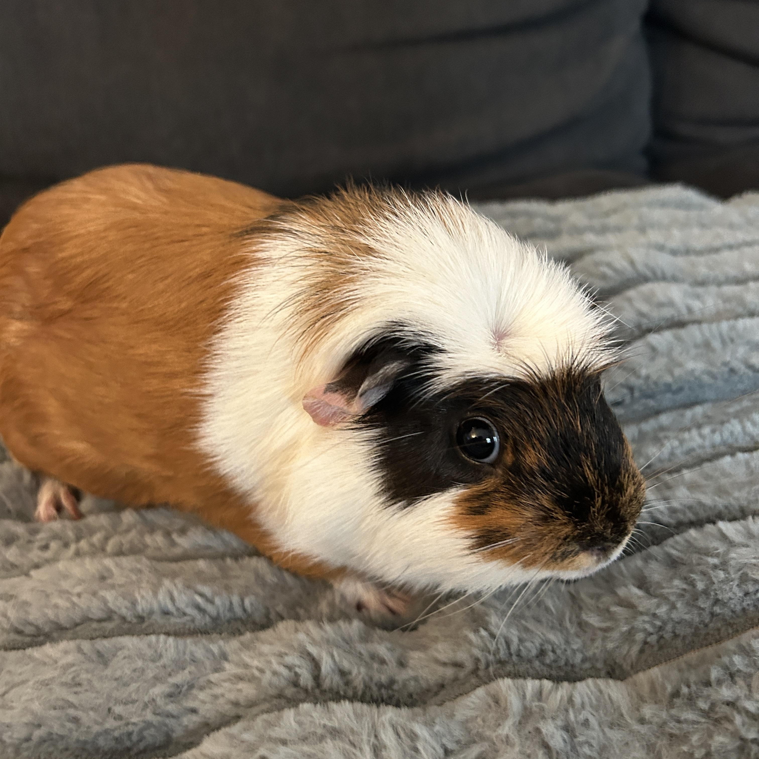 Enlarge Sunny & Augustus, a ADOPTABLE Guinea Pig in Andover, CT image 3/4