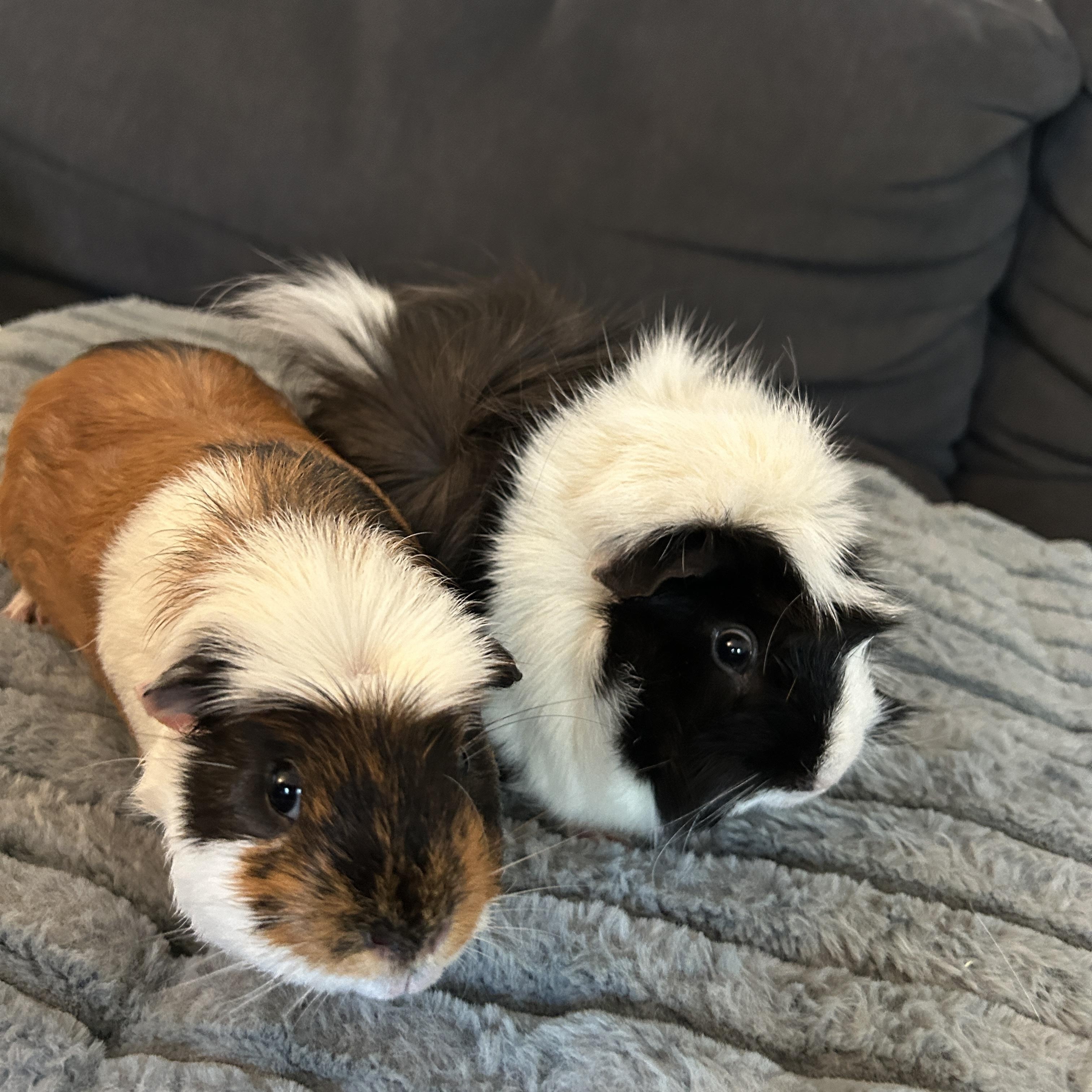 Enlarge Sunny & Augustus, a ADOPTABLE Guinea Pig in Andover, CT image 1/4