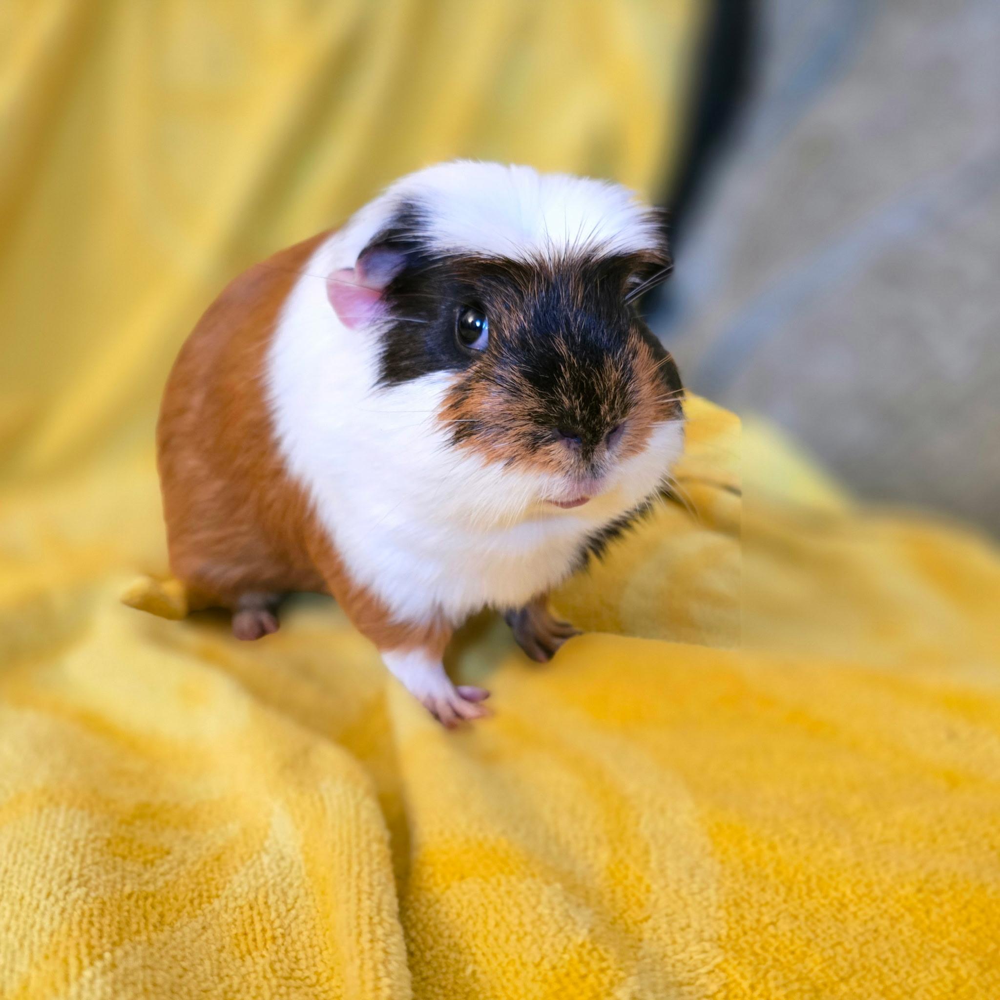 Enlarge Sunny & Augustus, a ADOPTABLE Guinea Pig in Andover, CT image 4/6