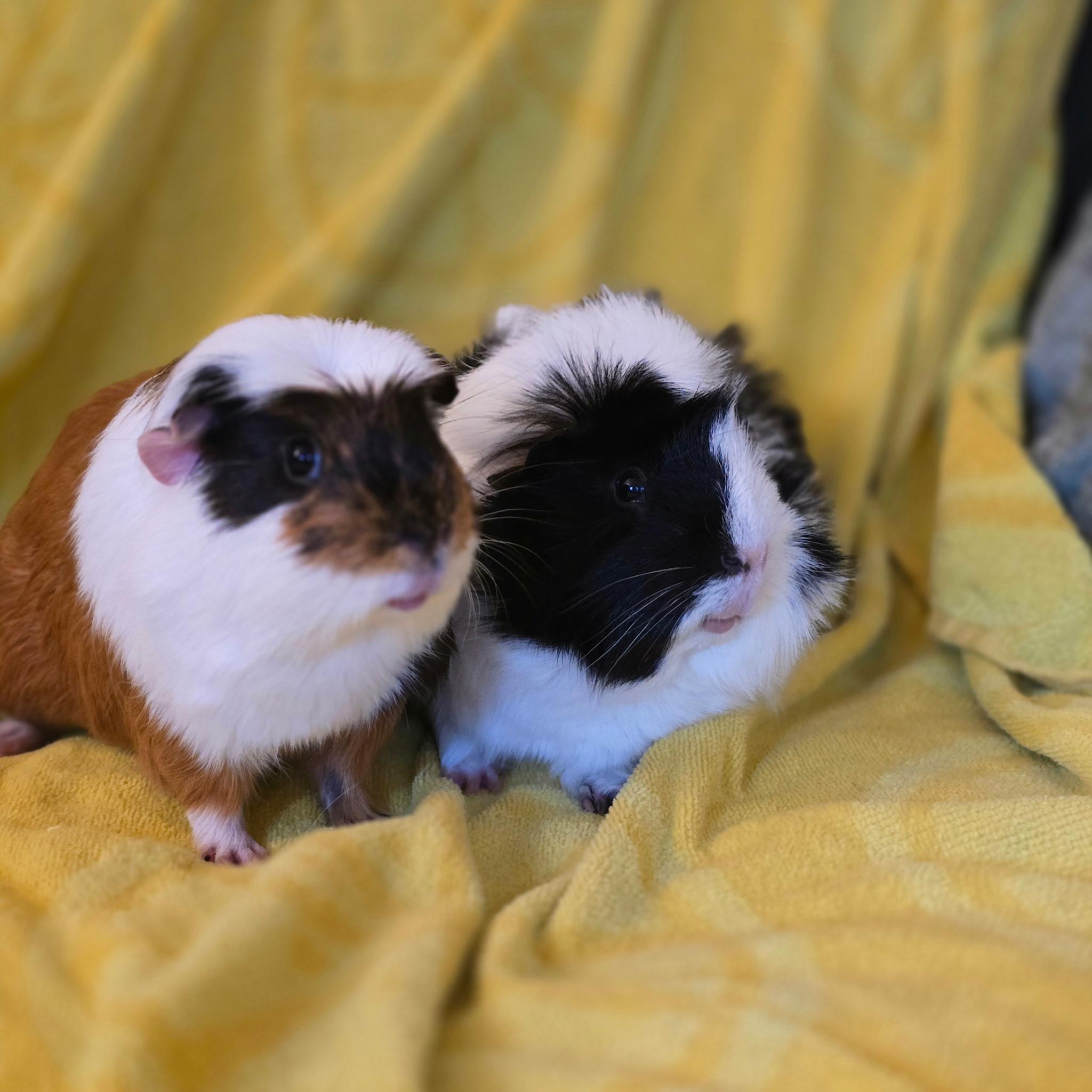 Enlarge Sunny & Augustus, a ADOPTABLE Guinea Pig in Andover, CT image 5/6