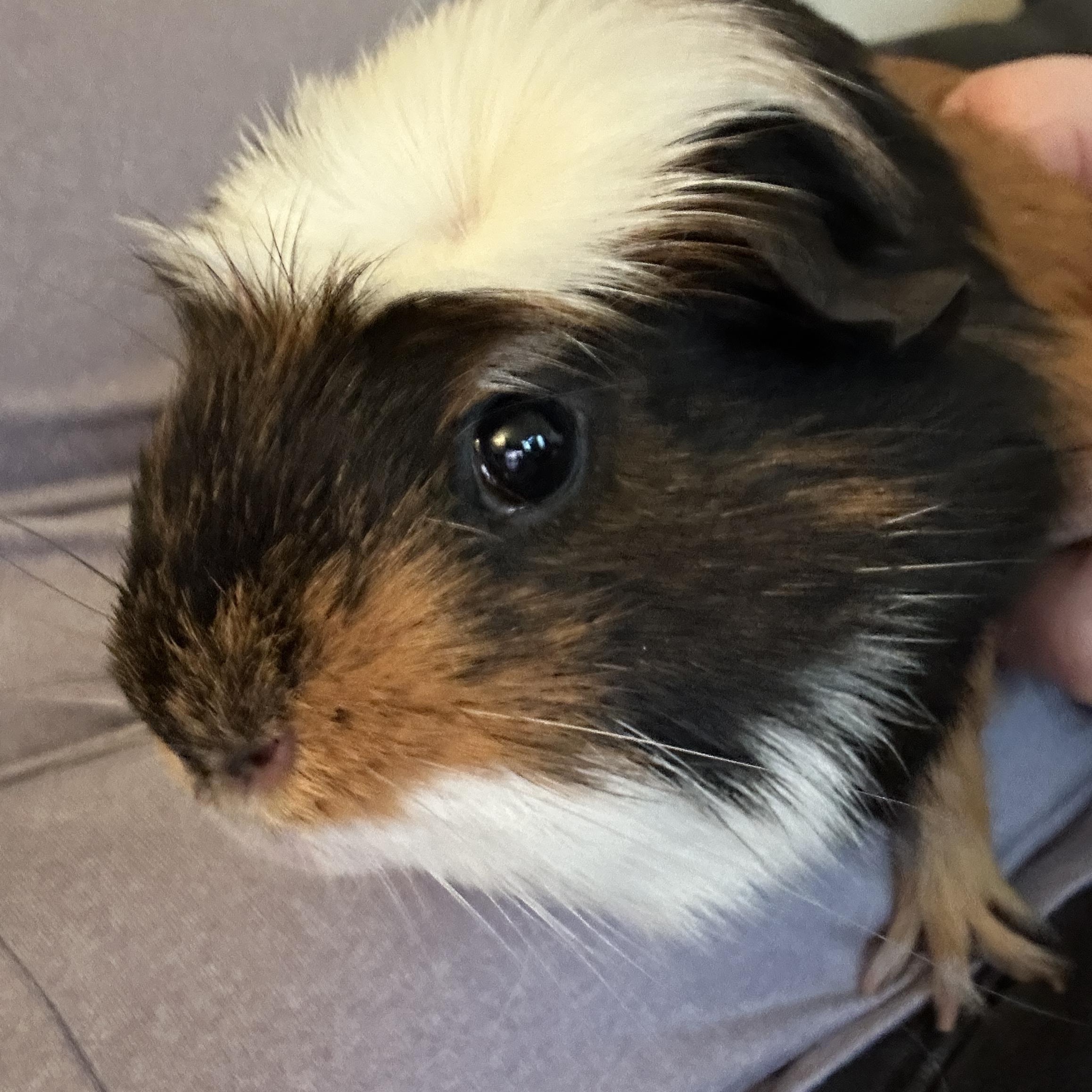 Enlarge Sunny & Augustus, a ADOPTABLE Guinea Pig in Andover, CT image 6/6