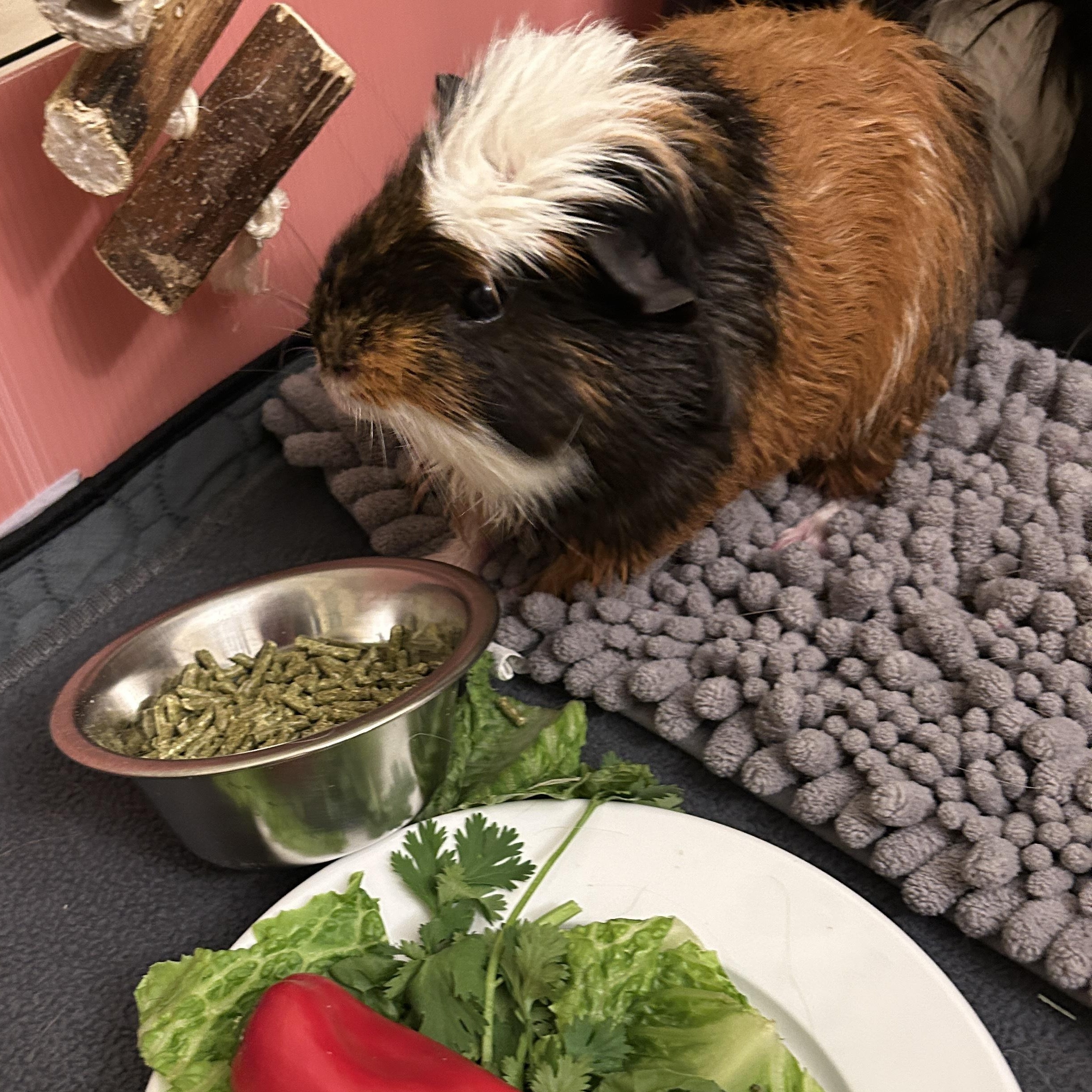 Enlarge Sunny & Augustus, a ADOPTABLE Guinea Pig in Andover, CT image 4/4