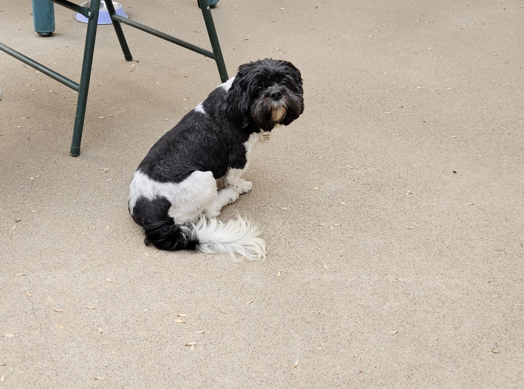 Enlarge Hallie, a Adoptable Shih Tzu in Schofield, WI image 1/1