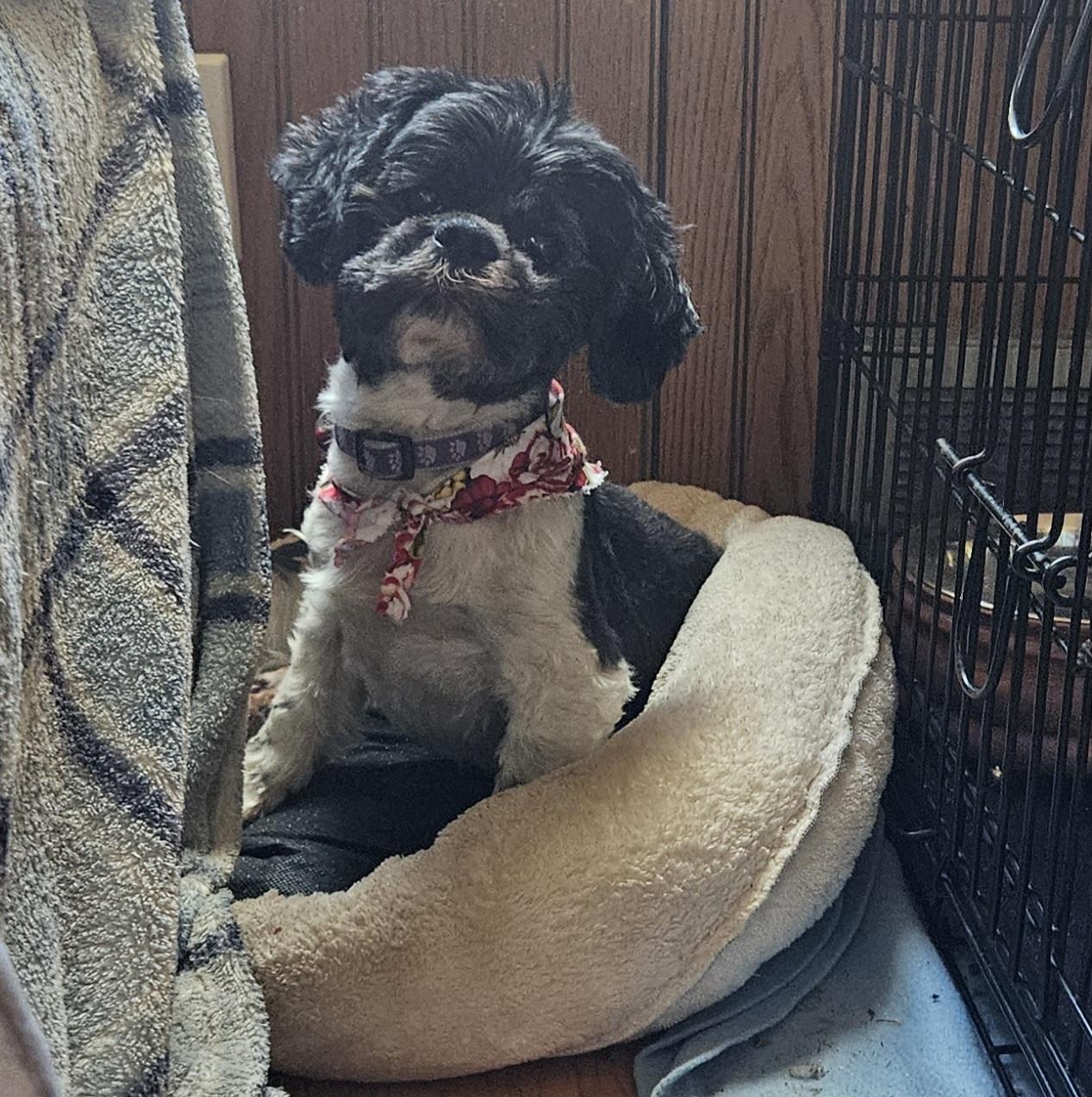 Hallie, Adoptable, Adult Female Shih Tzu.