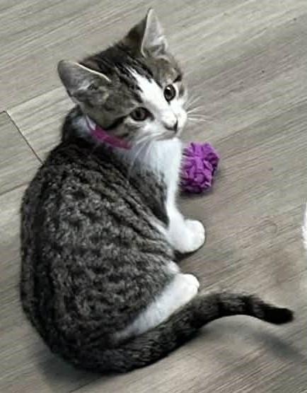 Snickerdoodle photo 1